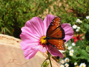 Butterfly - Museum of Natural History (Santa Barbara, CA)