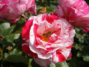 Bee - International Rose Test Garden (Portland, OR)